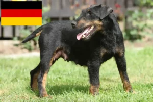 Lee más sobre el artículo Criadores de Terrier Alemán de Caza y cachorros en Alemania