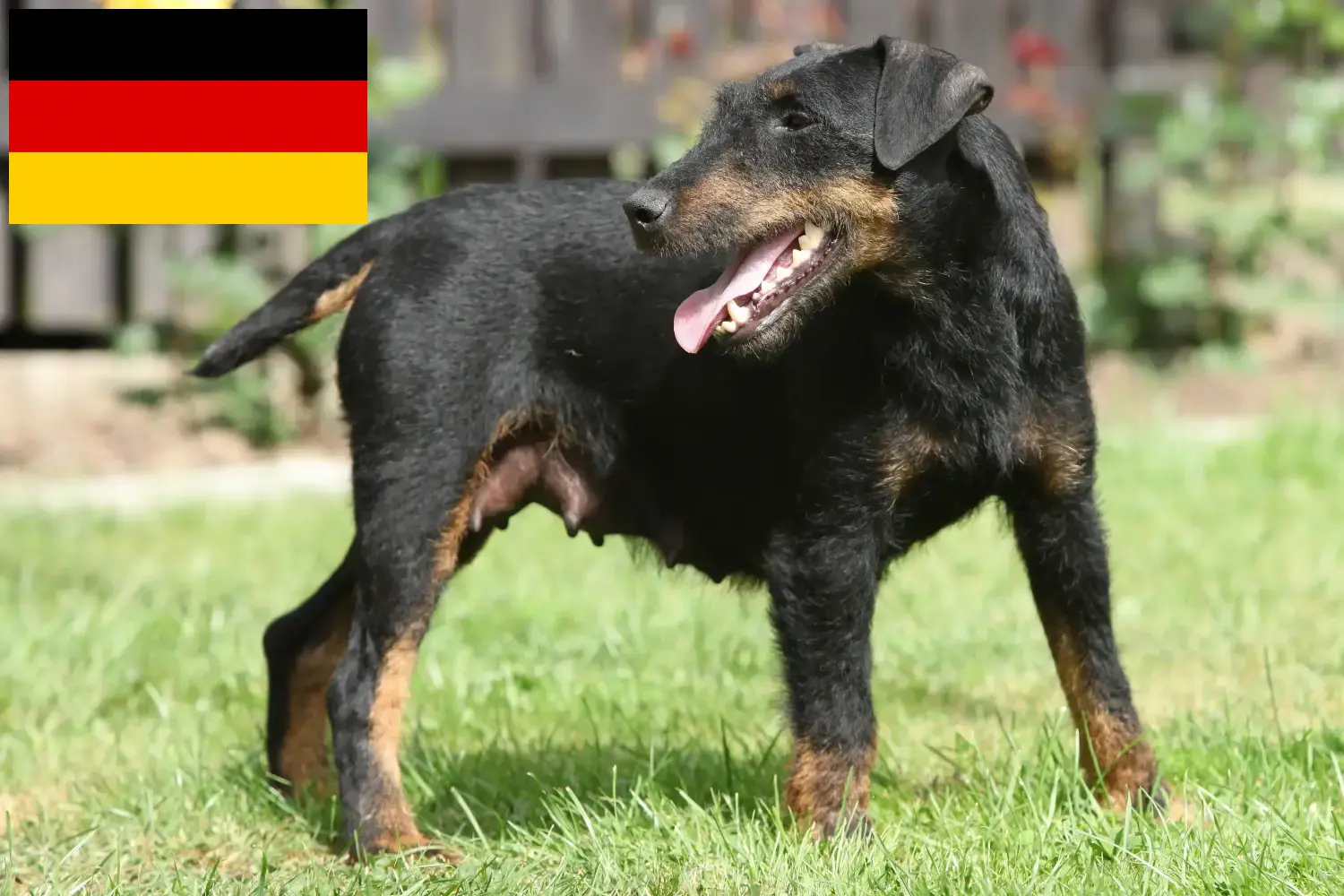 Lee más sobre el artículo Criadores de Terrier Alemán de Caza y cachorros en Alemania