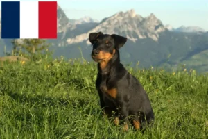Lee más sobre el artículo Criadores y cachorros de Terrier Alemán de Caza en Francia