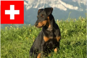 Lee más sobre el artículo Criadores de Terrier Alemán de Caza y cachorros en Suiza