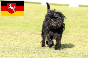 Lee más sobre el artículo Criadores de Affenpinscher y cachorros en Baja Sajonia