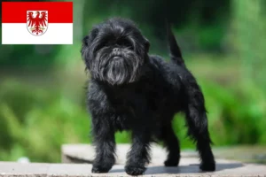 Lee más sobre el artículo Criadores de Affenpinscher y cachorros en Brandenburgo