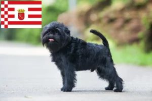 Lee más sobre el artículo Criadores de Affenpinscher y cachorros en Bremen