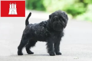 Lee más sobre el artículo Criadores de Affenpinscher y cachorros en Hamburgo