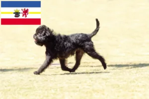 Lee más sobre el artículo Criadores de Affenpinscher y cachorros en Mecklemburgo-Pomerania Occidental