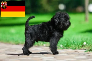 Lee más sobre el artículo Criadores de Affenpinscher y cachorros en Renania-Palatinado