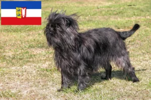 Lee más sobre el artículo Criadores de Affenpinscher y cachorros en Schleswig-Holstein