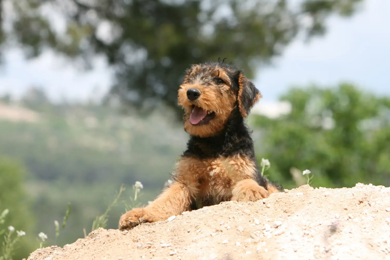 Comprar un cachorro de Airedale Terrier significa asumir responsabilidades. Comprar cachorros de Airedale Terrier.