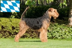 Lee más sobre el artículo Criadores de Airedale Terrier y cachorros en Baviera