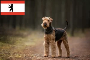 Lee más sobre el artículo Criadores de Airedale Terrier y cachorros en Berlín