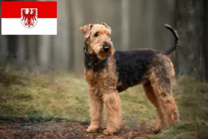 Lee más sobre el artículo Criadores de Airedale Terrier y cachorros en Brandenburgo