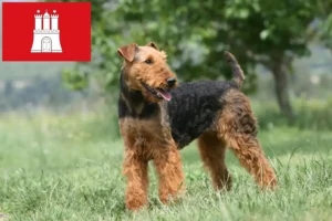Lee más sobre el artículo Criadores de Airedale Terrier y cachorros en Hamburgo