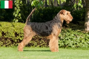 Lee más sobre el artículo Criadores y cachorros de Airedale Terrier en Italia