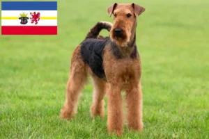 Lee más sobre el artículo Criadores de Airedale Terrier y cachorros en Mecklemburgo-Pomerania Occidental