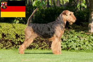 Lee más sobre el artículo Criadores de Airedale Terrier y cachorros en Renania-Palatinado
