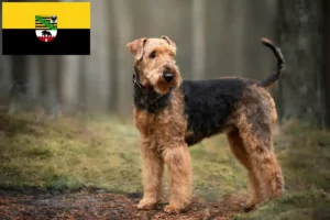 Lee más sobre el artículo Criadores de Airedale Terrier y cachorros en Sajonia-Anhalt