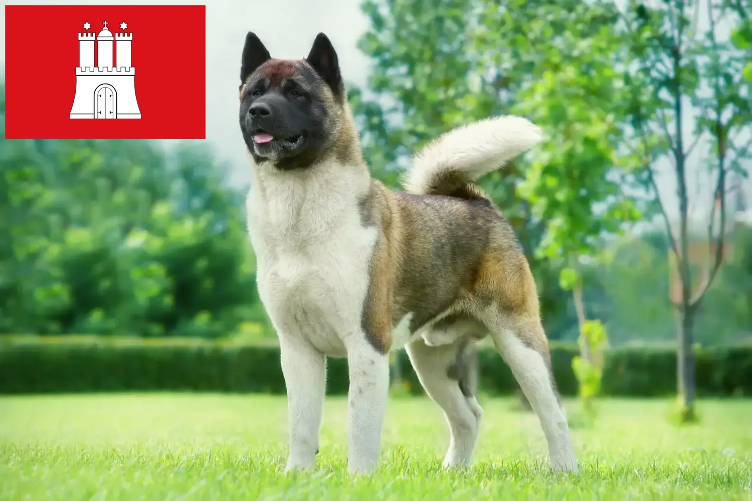 Lee más sobre el artículo Criadores de Akita y cachorros en Hamburgo