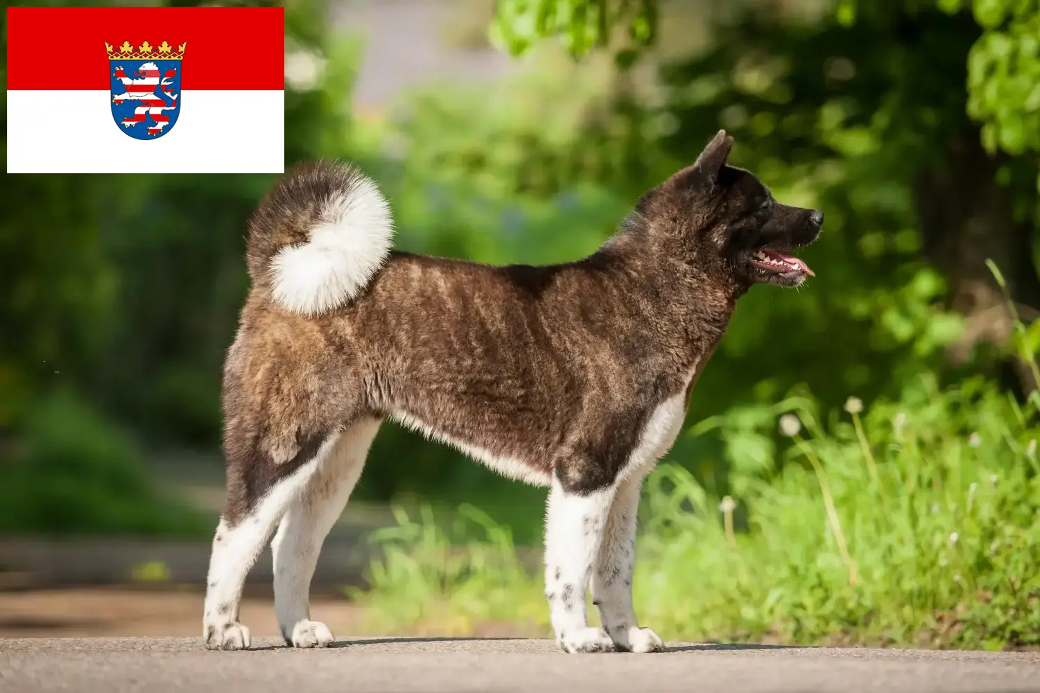 Lee más sobre el artículo Criadores de Akita y cachorros en Hessen