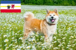 Lee más sobre el artículo Criadores de Akita y cachorros en Mecklemburgo-Pomerania Occidental