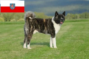 Lee más sobre el artículo Criadores de Akita y cachorros en Turingia
