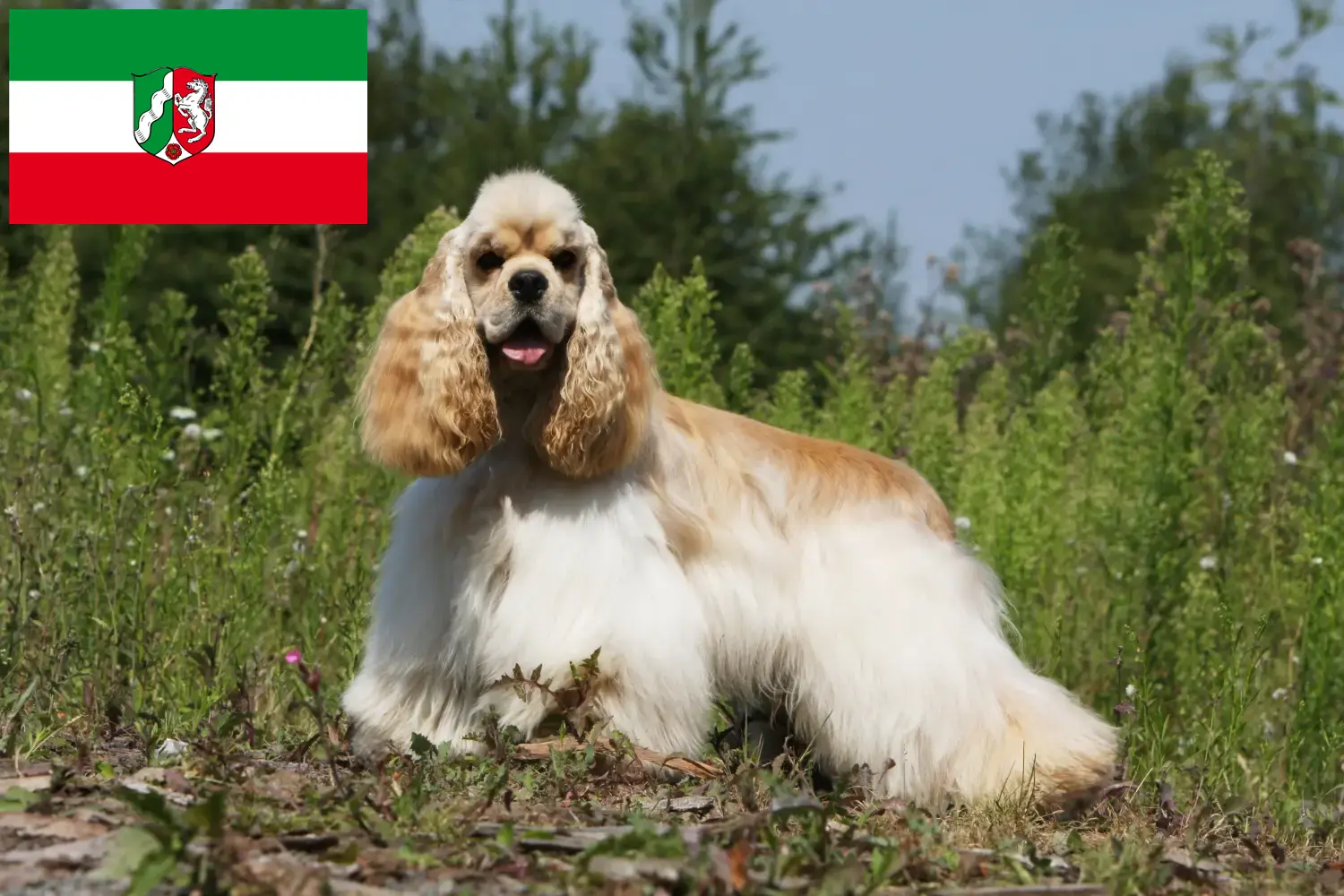 American Cocker Spaniel cachorros y criadores Renania del Norte-Westfalia Aquí encontrará criadores de Cocker Spaniel Americano en Renania del Norte-Westfalia.