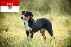 Lee más sobre el artículo Criador de Perros de Montaña de Appenzell y Cachorros en Brandenburgo