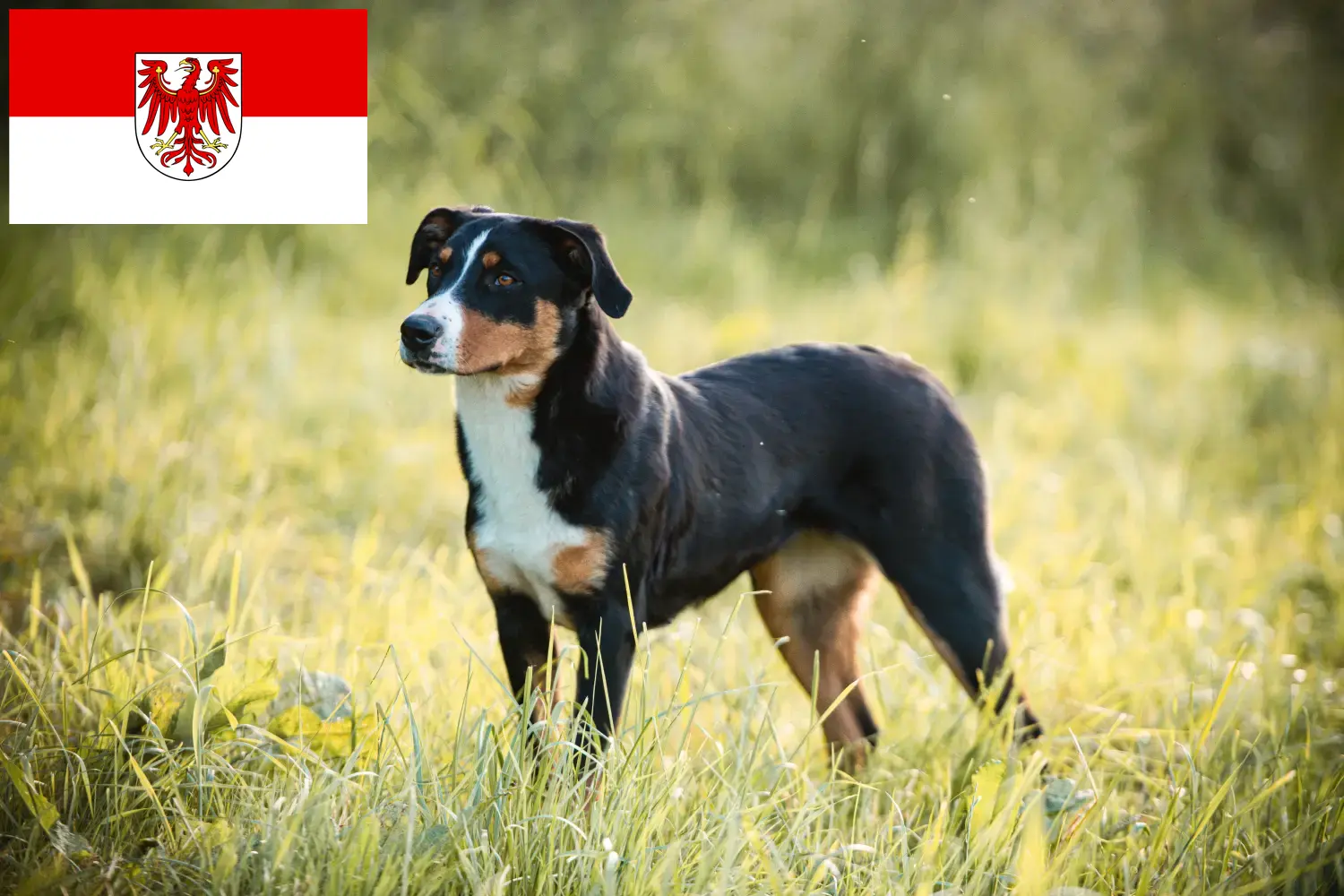 Lee más sobre el artículo Criador de Perros de Montaña de Appenzell y Cachorros en Brandenburgo