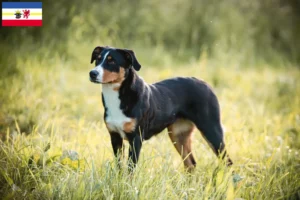 Lee más sobre el artículo Criador de Perros de Montaña de Appenzell y Cachorros en Mecklemburgo-Pomerania Occidental