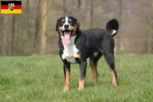 Lee más sobre el artículo Criador de Perros de Montaña de Appenzell y Cachorros en Sarre