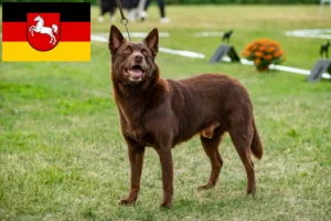 Lee más sobre el artículo Criadores de Kelpie australiano y cachorros en Baja Sajonia