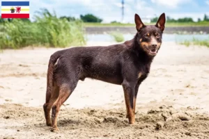 Lee más sobre el artículo Criadores de Kelpie australiano y cachorros en Mecklemburgo-Pomerania Occidental
