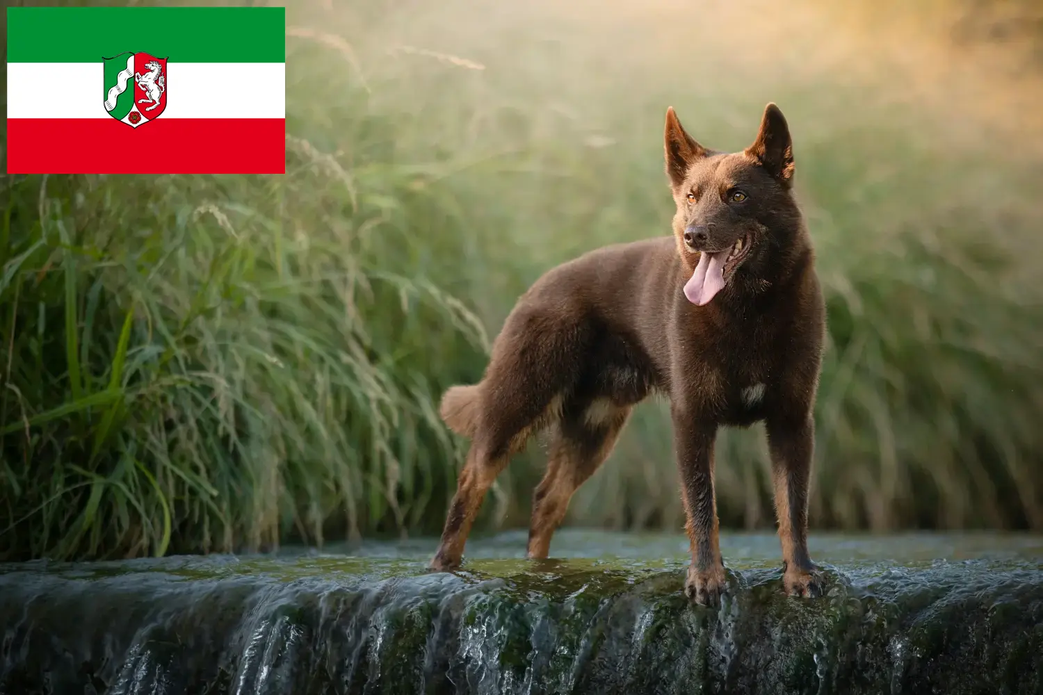 Kelpie australiano cachorros y criadores Renania del Norte-Westfalia Aquí puedes encontrar criadores de Kelpies australianos en Renania del Norte-Westfalia.