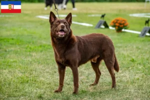 Lee más sobre el artículo Criadores de Kelpie australiano y cachorros en Schleswig-Holstein