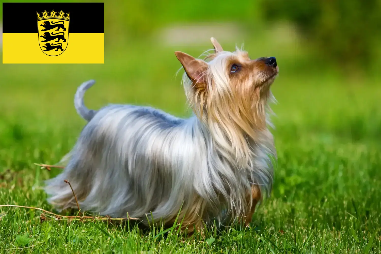 Lee más sobre el artículo Criadores de Australian Silky Terrier y cachorros en Baden-Württemberg