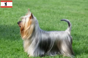 Lee más sobre el artículo Criadores de Australian Silky Terrier y cachorros en Berlín