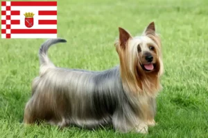 Lee más sobre el artículo Criador de Australian Silky Terrier y cachorros en Bremen