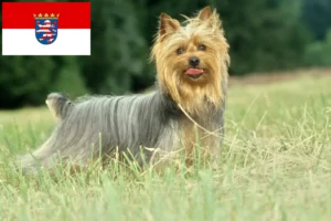 Lee más sobre el artículo Criadores de Australian Silky Terrier y cachorros en Hessen