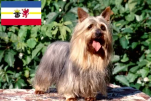 Lee más sobre el artículo Criadores de Australian Silky Terrier y cachorros en Mecklemburgo-Pomerania Occidental