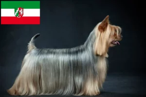 Lee más sobre el artículo Criadores de Australian Silky Terrier y cachorros en Renania del Norte-Westfalia