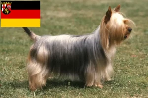 Lee más sobre el artículo Criadores de Australian Silky Terrier y cachorros en Renania-Palatinado
