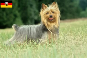 Lee más sobre el artículo Criadores de Australian Silky Terrier y cachorros en Sarre