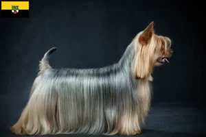 Lee más sobre el artículo Criadores de Australian Silky Terrier y cachorros en Sajonia-Anhalt