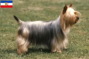 Lee más sobre el artículo Criadores de Australian Silky Terrier y cachorros en Schleswig-Holstein