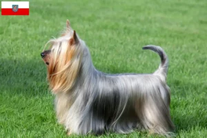 Lee más sobre el artículo Criadores de Australian Silky Terrier y cachorros en Turingia