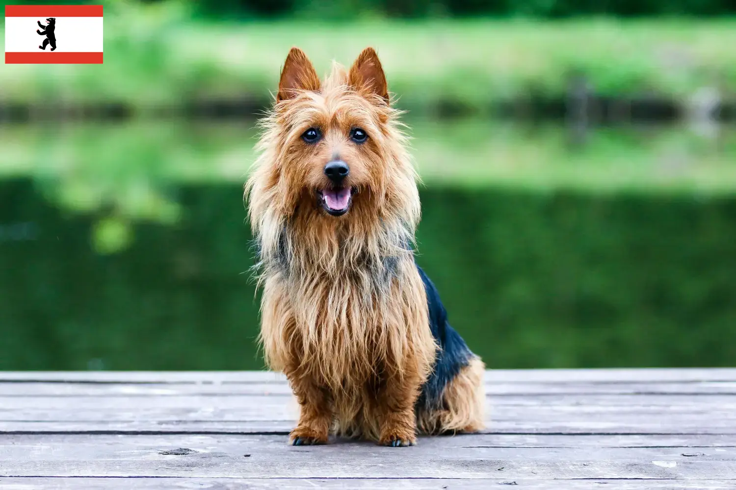 Lee más sobre el artículo Criadores y cachorros de Australian Terrier en Berlín