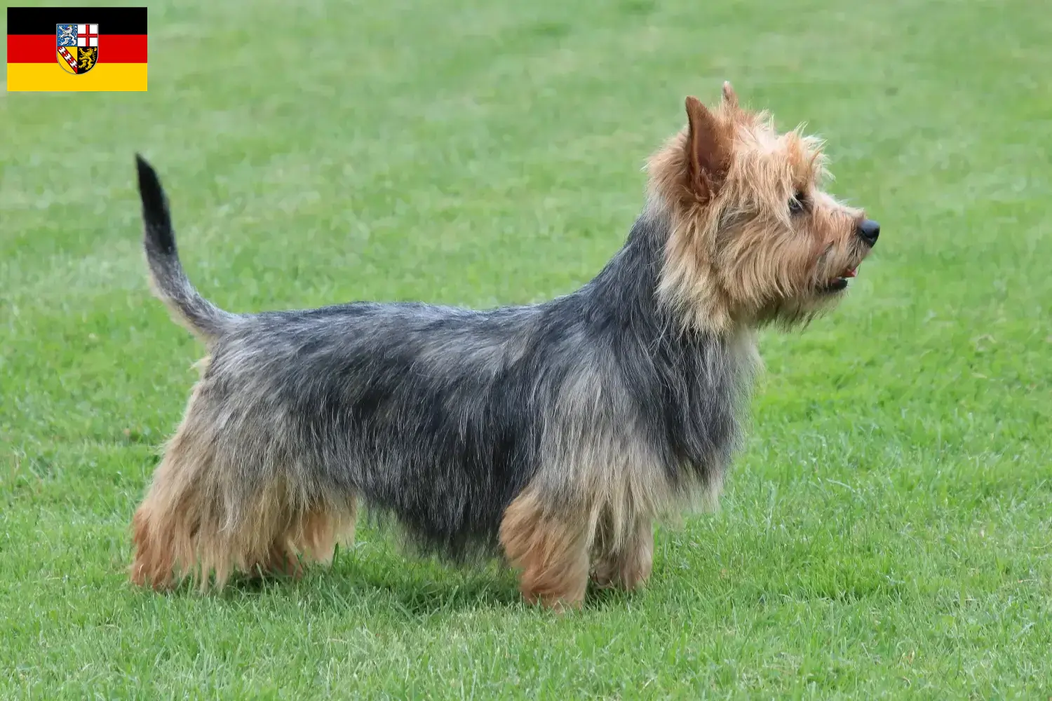 Lee más sobre el artículo Criadores de Australian Terrier y cachorros en Sarre