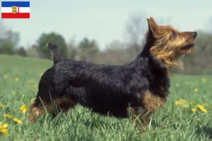Lee más sobre el artículo Criadores de Australian Terrier y cachorros en Schleswig-Holstein