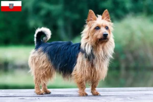 Lee más sobre el artículo Criadores de Australian Terrier y cachorros en Turingia