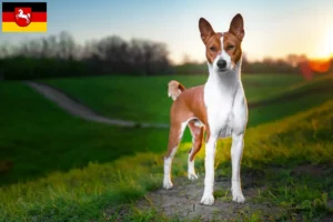 Lee más sobre el artículo Criadores de Basenji y cachorros en Baja Sajonia