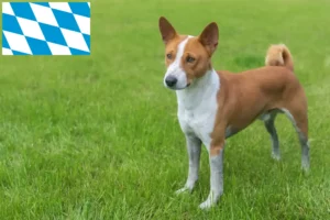 Lee más sobre el artículo Criadores de Basenji y cachorros en Baviera